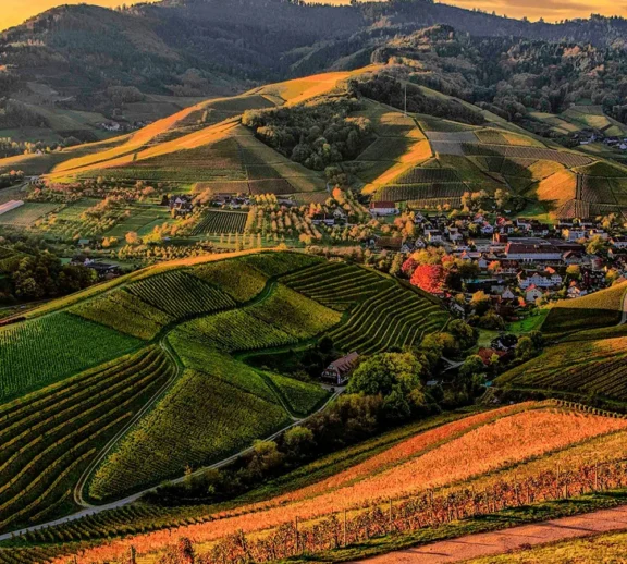Formamos cuadrillas para cortar en el punto exacto, evitando daños y mermas.