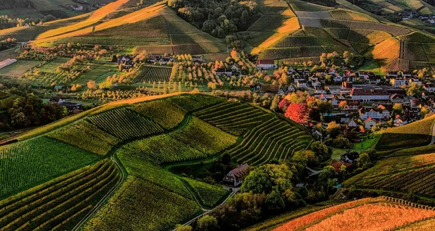 Formamos cuadrillas para cortar en el punto exacto, evitando daños y mermas.