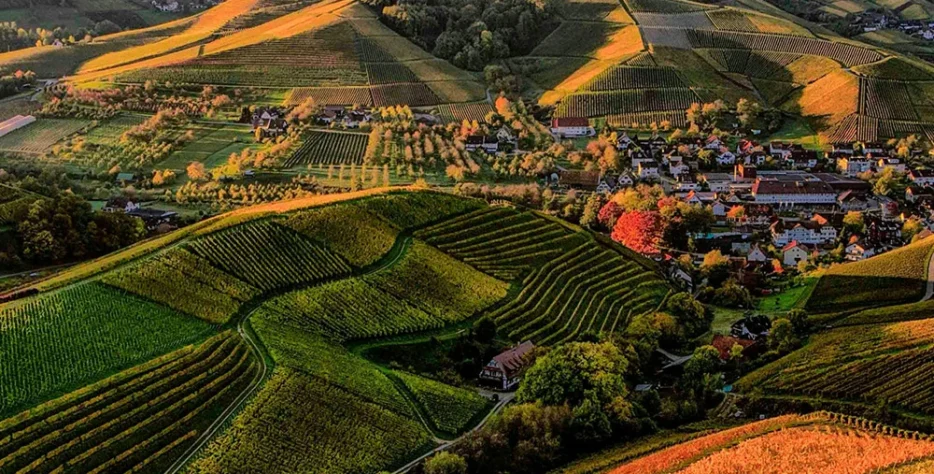 Formamos cuadrillas para cortar en el punto exacto, evitando daños y mermas.