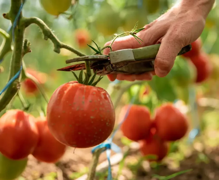 Detrás de cada caja hay meses de trabajo: preparación de parcelas, control de floración, estimaciones de cosecha, formación de cuadrillas y coordinación logística. En FreshFruitSP cada etapa se orienta a calidad, puntualidad y transparencia.