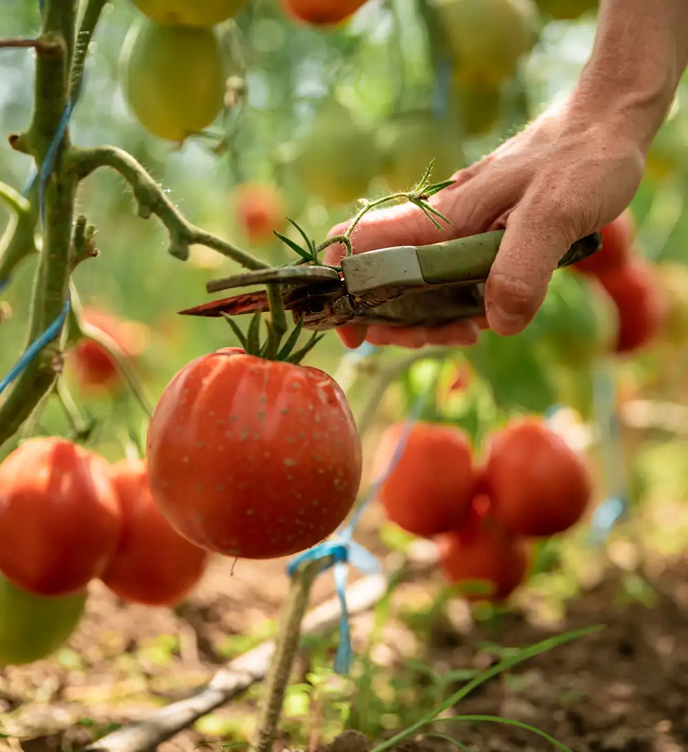Detrás de cada caja hay meses de trabajo: preparación de parcelas, control de floración, estimaciones de cosecha, formación de cuadrillas y coordinación logística. En FreshFruitSP cada etapa se orienta a calidad, puntualidad y transparencia.