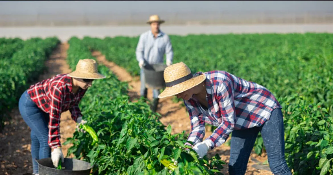 Conoce Fresh Fruit SP