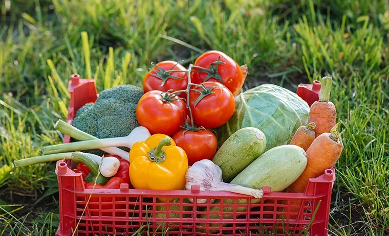 La combinación de Almería y Barcelona nos permite mantener una oferta constante, adaptarnos a los cambios de demanda y responder con rapidez a las necesidades de nuestros clientes. Cultivar en dos zonas tan complementarias garantiza disponibilidad, frescura y calidad en cada envío.