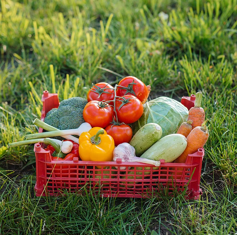 La combinación de Almería y Barcelona nos permite mantener una oferta constante, adaptarnos a los cambios de demanda y responder con rapidez a las necesidades de nuestros clientes. Cultivar en dos zonas tan complementarias garantiza disponibilidad, frescura y calidad en cada envío.